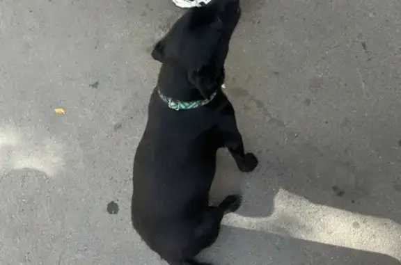 Найдена собака, Симферополь, фото: Собака найдена: ул. Павленко, 7А, Симферополь
