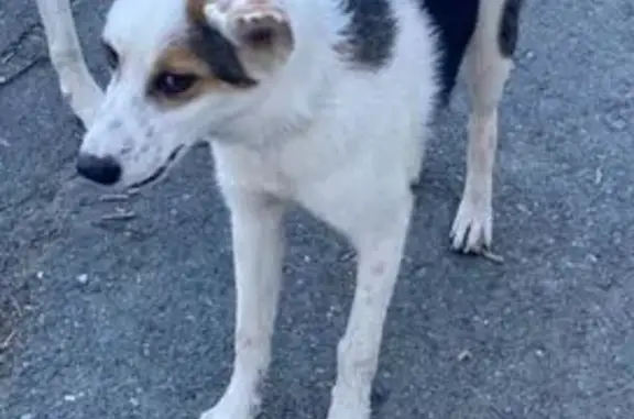 Найдена собака, Екатеринбург, фото: Собака найдена: пр. Космонавтов, Екатеринбург