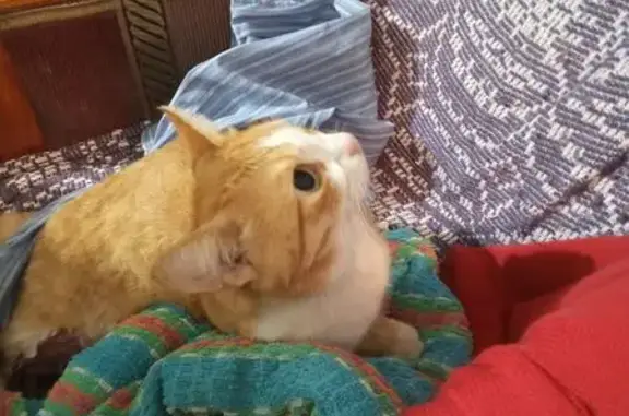 Найденные животные Вичуга, фото: Кошка найдена, Пятницкого пер., Вичуга