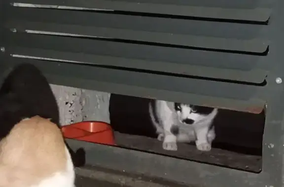 Найдена кошка, Москва, фото: Кот найден: ул. Чечулина, 18, Москва