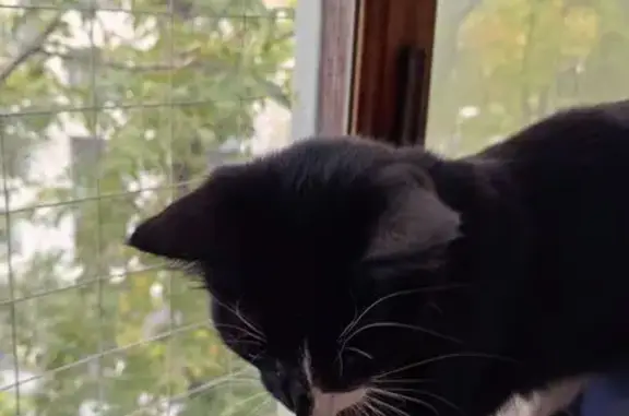 Найдена кошка, Москва, фото: Кошка найдена: Вострухина 5, Москва