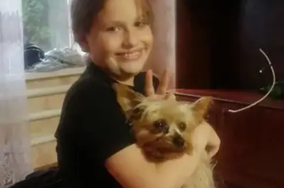 Собаки потеряшки, Ессентуки, фото: Потеряшка собака, Шоссейная 1, Ессентуки