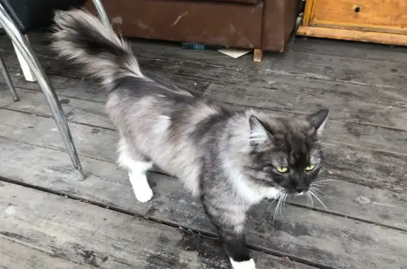 Найдена кошка, Новосибирск, фото: Кошка найдена: Мочищенское шоссе, 4