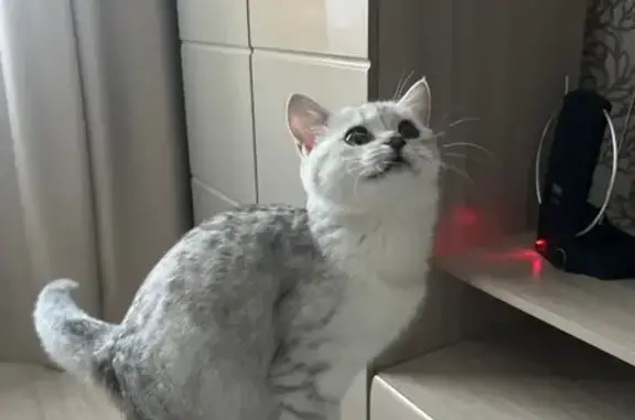 Кошки потеряшки, , фото: Потеряшка кошка, Вокзальная ул., Рязань