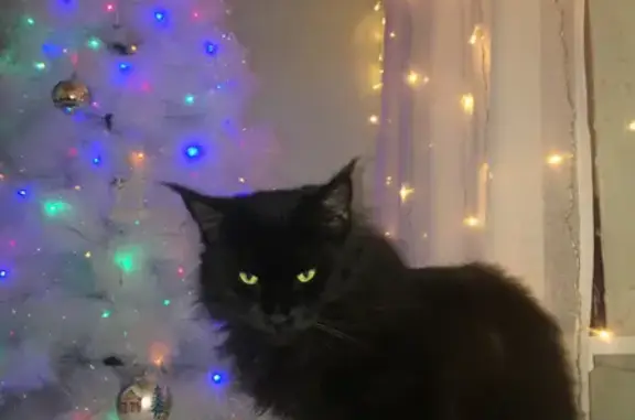 Кошки потеряшки, Приморско-Ахтарск, фото: Потеряшка кошка, Свободная 113, Приморск