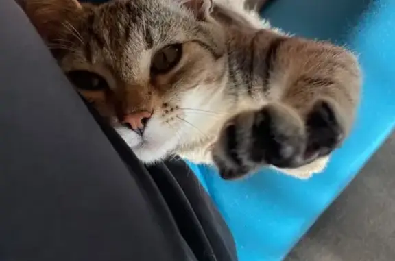 Пропала кошка, ул. Дзержинского, 27