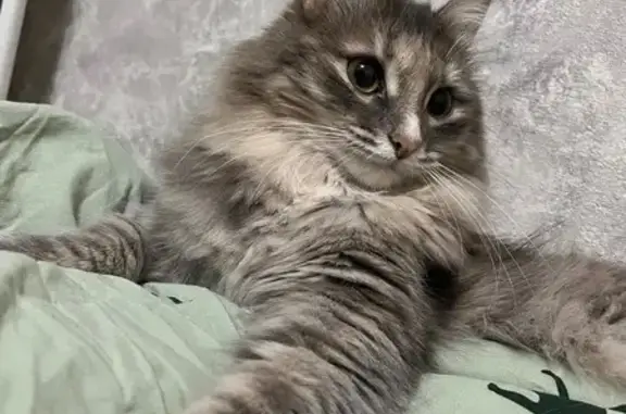 Кошки потеряшки, Уфа, фото: Потеряшка кошка, Уфа, Башкортостан