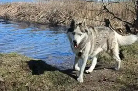 Пропала собака, Лесная ул., Липецк
