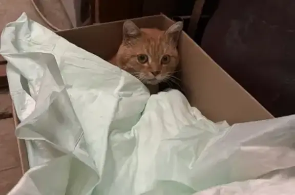 Найдена кошка, Казань, фото: Кошка найдена на Апастовской, 7, Казань