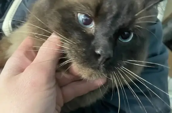 Кошка найдена, Спасское, Нижегородская обл.