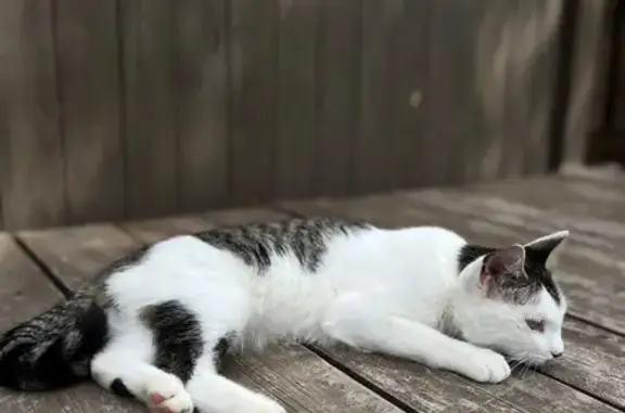 Объявления о пропавших и найденных животных, Большой Камень, фото: Пропала кошка, ул. Горького 23, Б.Камень