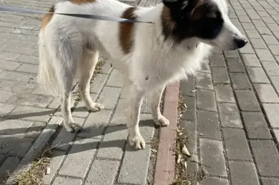 Собака найдена: проспект Победы 346, Челябинск