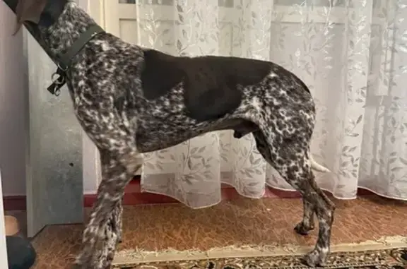 Собаки потеряшки, Губкин, фото: Потеряшка собака, 2-я Академическая, 30, Губкин