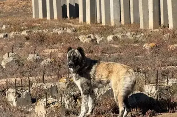Алабай найден: Вольский переулок, Астрахань