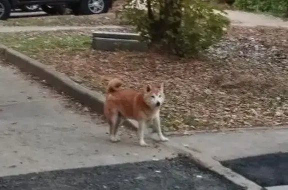 Сиба-ину найден на ул. Ленина, 14, Подольск