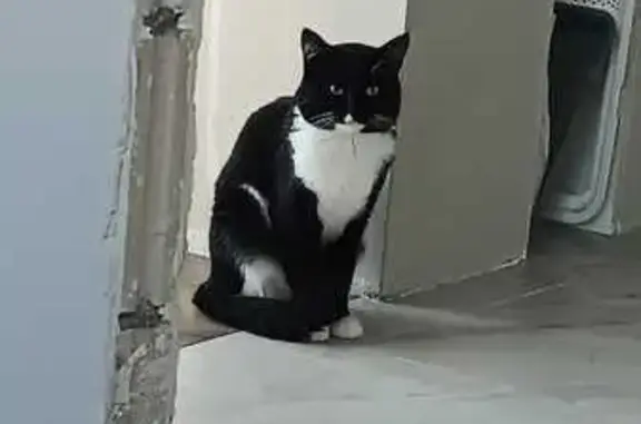 Пропала кошка, Невская ул. 95, Тюмень