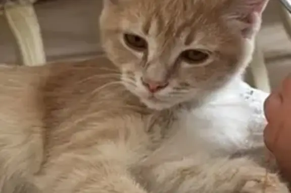 Кошки потеряшки, Ростов-на-Дону, фото: Потеряшка рыжая кошка, Тульская ул., Ростов