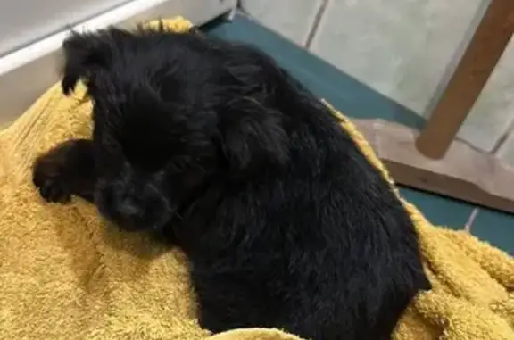 Найдена собака, Иркутск, фото: Щенок найден, Иркутск, Партизанская 149