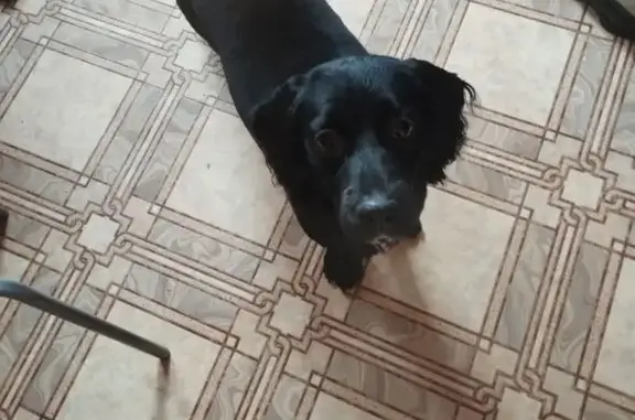 Собаки потеряшки, Челябинск, фото: Потеряшка собака, ул. Чичерина 38А, Челябинск