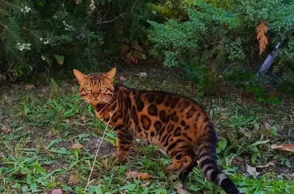 Кошки потеряшки, Саратов, фото: Потеряшка рыжая бенгалка, 1-й Мкр, Саратов