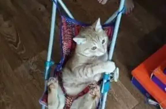 Кошки потеряшки, Кострома, фото: Потеряшка котик, Боровая ул., Кострома