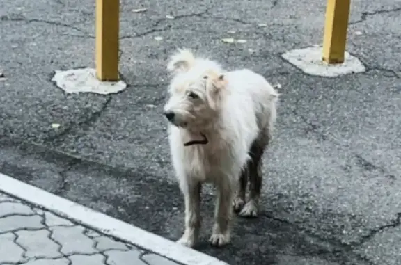 Собака найдена: Свердловская 137, Крск