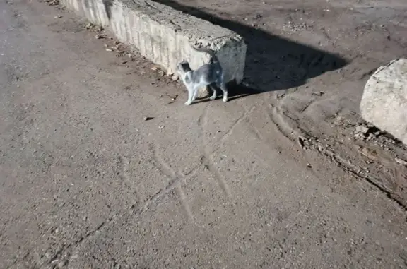 Кошка найдена, б-р Домостроителей, НЧ