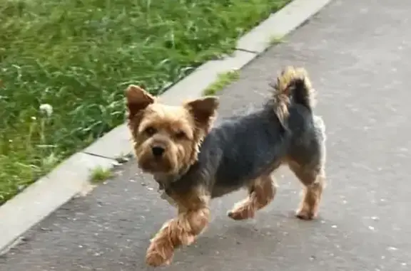 Собака «Чиккс» найдена у м. Новаторская