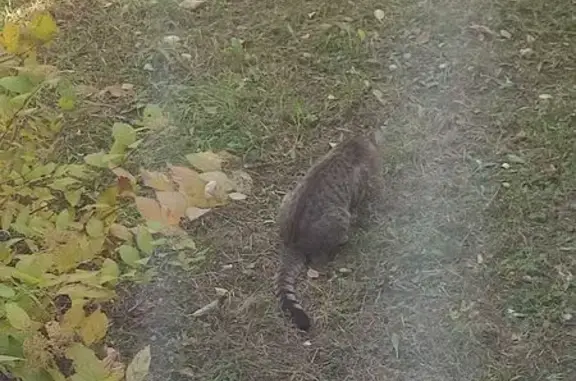 Найдена кошка, Казань, фото: Кошка найдена у Фатыха Амирхана, 53Б