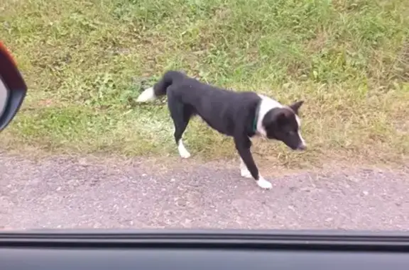 Найдена собака, Калужская область, фото: Собака найдена в СНТ Солнечная Долина