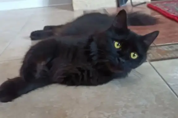 Кошки потеряшки, , фото: Потеряшка кошка, 1-й Линии, 39