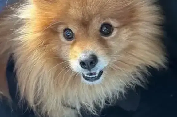 Собака найдена: Красноармейская 118, ЙО.