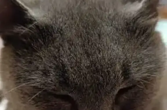 Пропала кошка, Клубная ул. 13, Волгоград