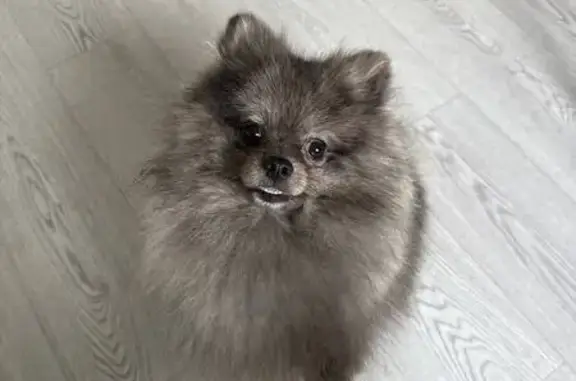 Пропала собака, Воронеж, Мясокомбинатовский 