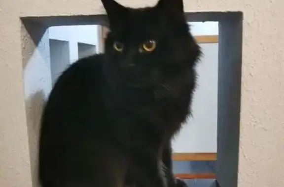 Пропала кошка, 1-й Линии, 41