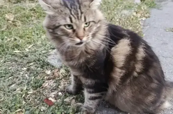 Найдена кошка, Ростов-на-Дону, фото: Кошка с красным ошейником найдена, Мурлычёва 32
