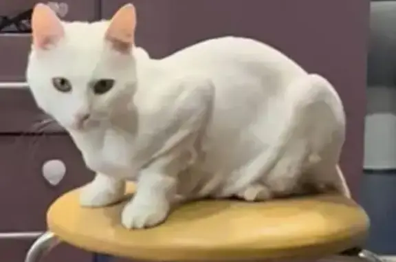 Потерянные животные Симферополь, фото: Пропал кот, Кечкеметская ул., 192А