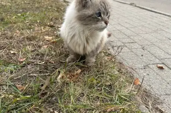 Кошка найдена: Овинная ул., 59, Ярославль