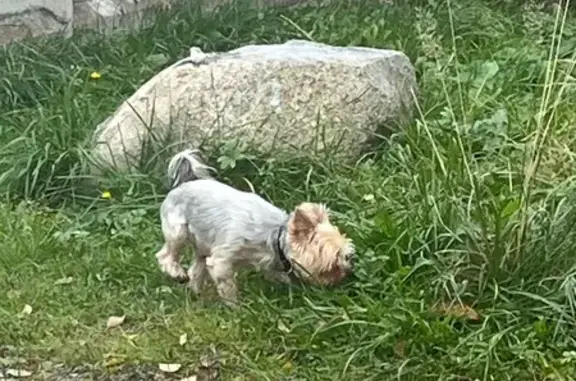 Найденные животные Петрозаводск, фото: Йоркширский терьер найден в Петрозаводске