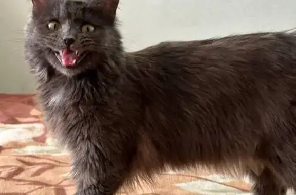 Пропала кошка, Волгоградская 24В, Омск