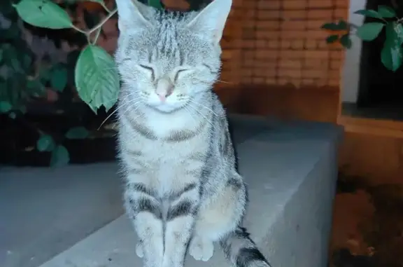 Кошка найдена, улица КИМ, 1