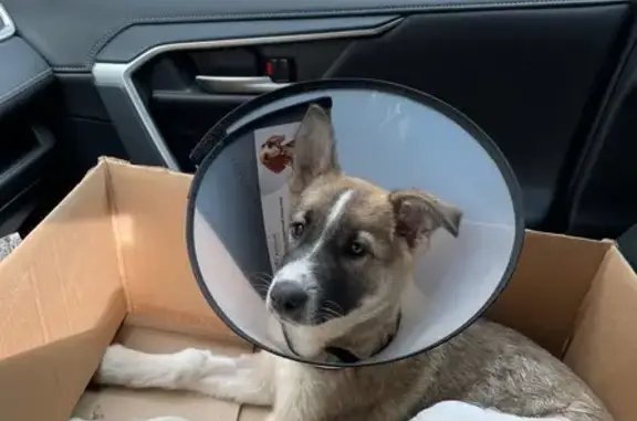 Найдена собака, Нижневартовск, фото: Сбит пёс, водитель скрылся, ул. Нефтяников 80А