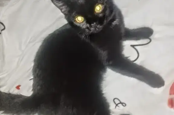 Пропала кошка, Каботажная 9, Архангельск