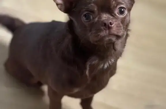 Пропал щенок чихуахуа, Выборг, Петровский