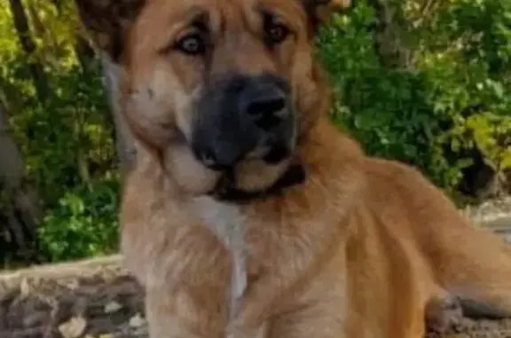 Пропала собака, ул. Малахитовая, 56