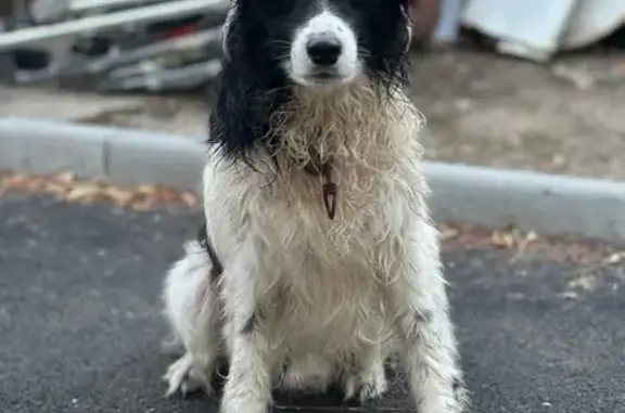 Собаки потеряшки, Таганрог, фото: Потеряшка собака, ул. Энгельса, 17, Таганрог