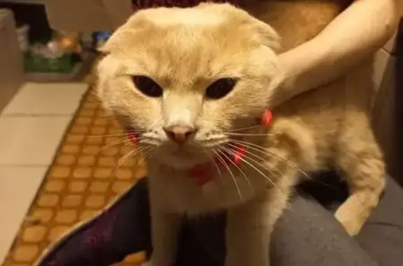 Пропала кошка, Солнечная ул., 49Ж, Кызыл