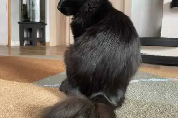 Пропал чёрный кот, Бугачёво, Ангарская