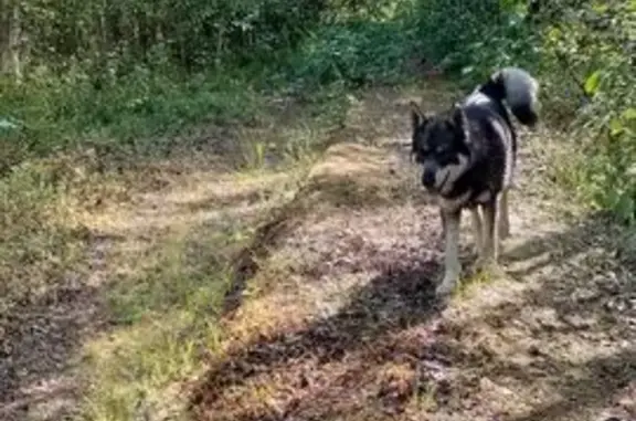 Пропала собака, Беломорский р-н, Карелия