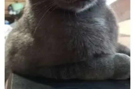 Кошки потеряшки, Томск, фото: Потеряшка кошка, Кольцевой проезд 20/1